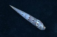 藏品(秀美筍螺)的圖片